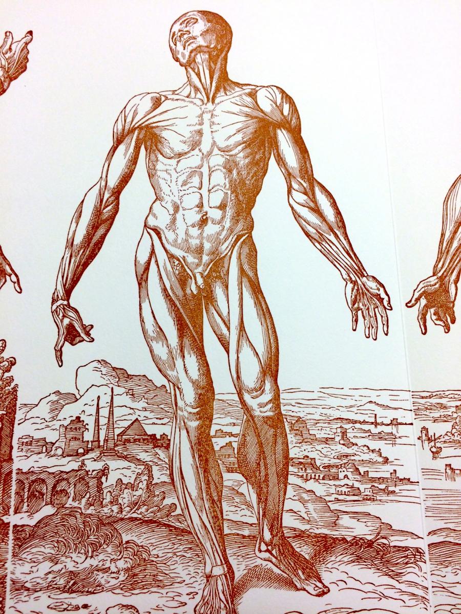 anatomy
